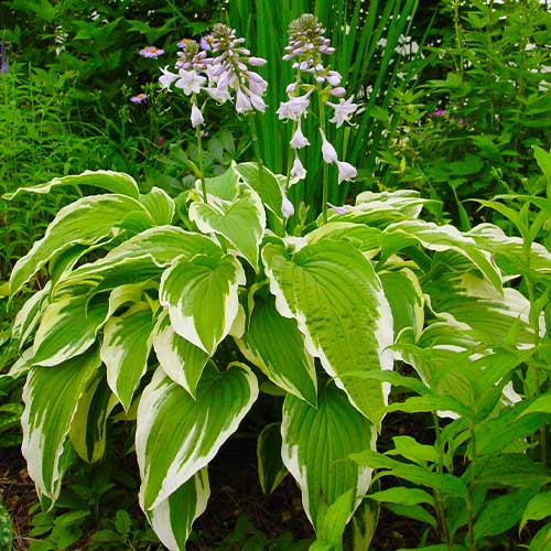 Hosta Moerheim - for Sale Hosta Moerheim