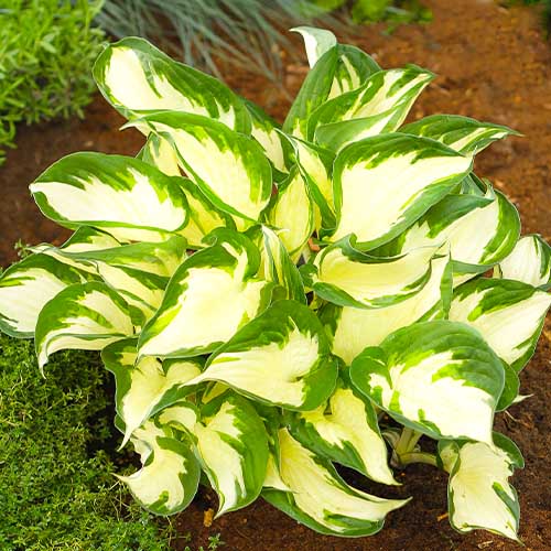 Hosta Paul Revere - for Sale Hosta Paul Revere