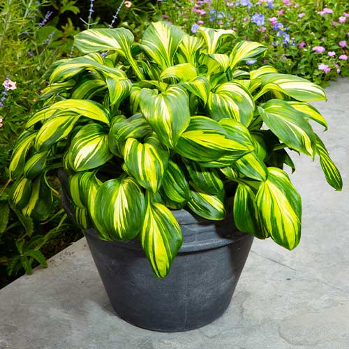 Hosta Rainbows End - for Sale Hosta Rainbows End