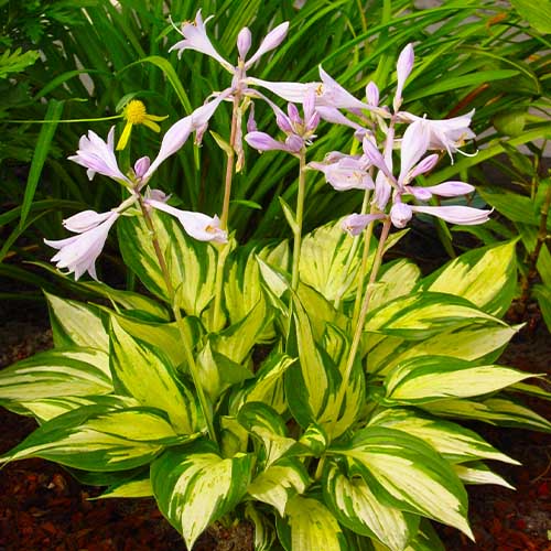 Hosta Revolution - for Sale Hosta Revolution