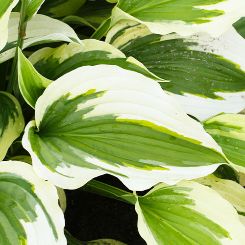 Hosta Silk Road - for Sale Hosta Silk Road