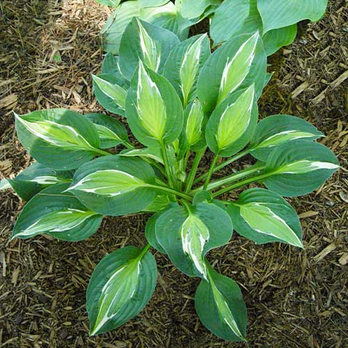 Hosta Snake Eyes - for Sale Hosta Snake Eyes