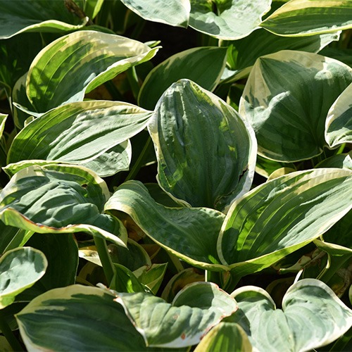 Hosta Snow Cap - for Sale Hosta Snow Cap