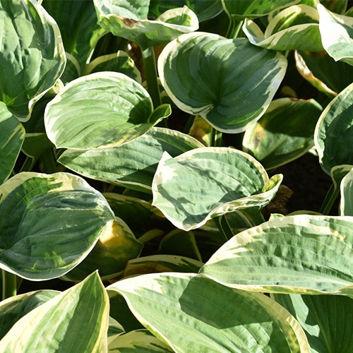 Hosta Snow Cap - for Sale Hosta Snow Cap