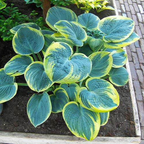 Hosta Sugar Daddy - for Sale Hosta Sugar Daddy