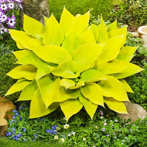 Hosta (Funkie) Sunny Halcyon - for Sale Hosta (Funkie) Sunny Halcyon