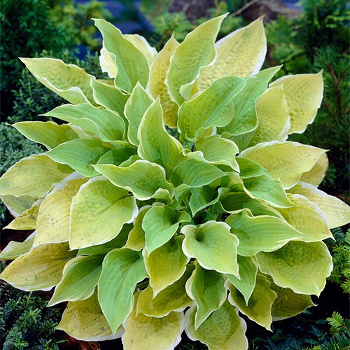Hosta Sunshine Glory - for Sale Hosta Sunshine Glory