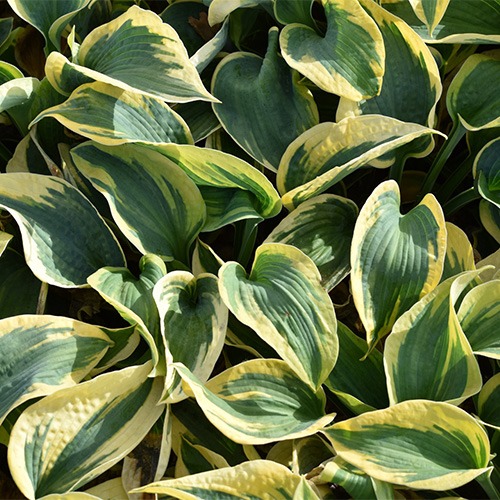 Hosta Tootie Mae - for Sale Hosta Tootie Mae