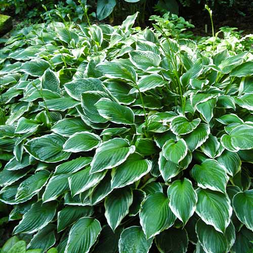 Hosta Undulata Albomarginata - for Sale Hosta Undulata Albomarginata