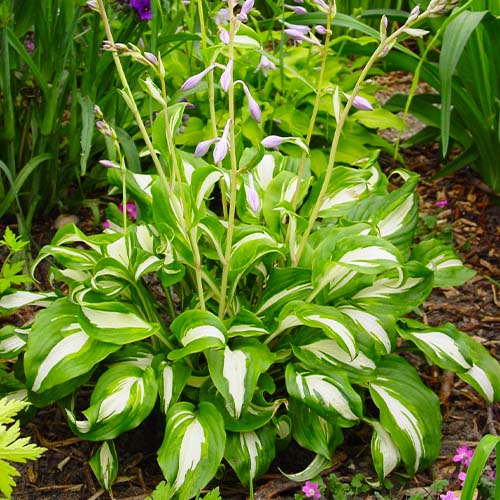 Hosta Undulata Mediovariegata - for Sale Hosta Undulata Mediovariegata