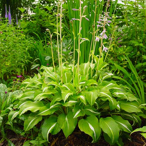 Hosta Undulata Univittata - for Sale Hosta Undulata Univittata