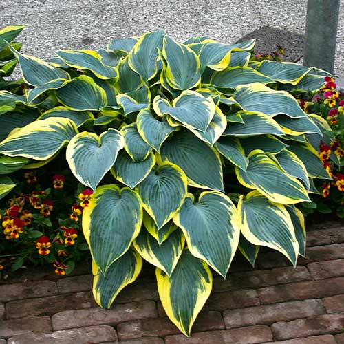 Hosta Valleys Glacier - for Sale Hosta Valleys Glacier