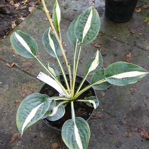 Hosta Whirly Pop - for Sale Hosta Whirly Pop