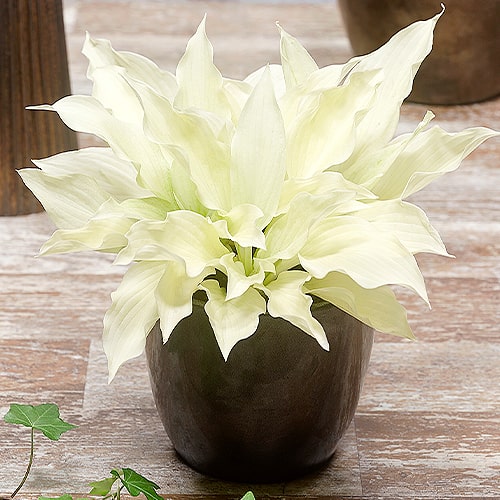 Hosta White Feather Improved - for Sale Hosta White Feather Improved
