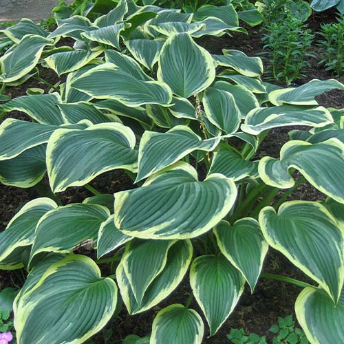 Hosta Yellow River - for Sale Hosta Yellow River