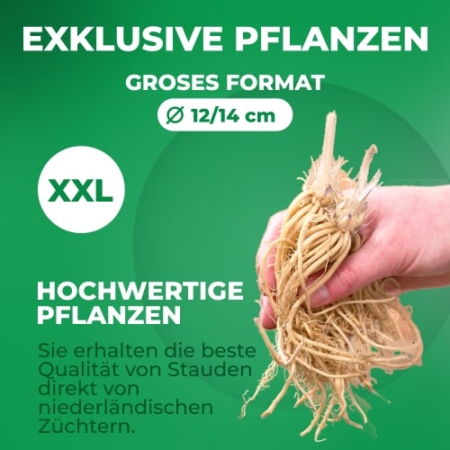 Hosta (Funkie) Color Festival - for Sale Hosta (Funkie) Color Festival