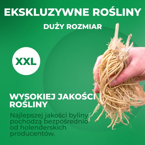 Hosta Ben Vernooy - for Sale Hosta Ben Vernooy