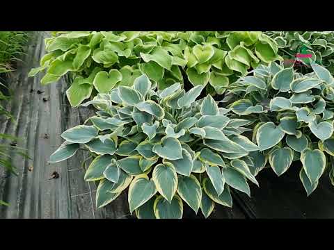 Hosta First Frost - for Sale Hosta First Frost