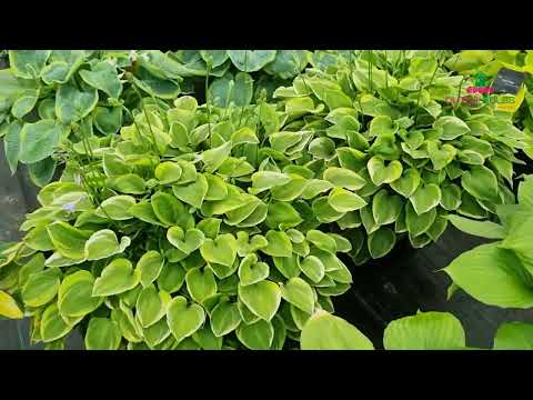 Hosta Golden Tiara - for Sale Hosta Golden Tiara