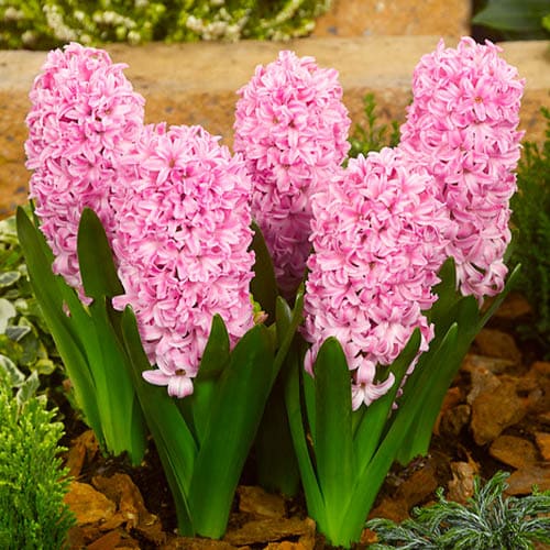 Jacinthe Anna Liza - for Sale Jacinthe Anna Liza