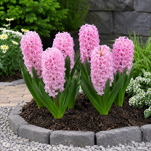 Hyacinth Anna Marie - for Sale Hyacinth Anna Marie