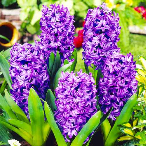 Hyacinth Atlantic - for Sale Hyacinth Atlantic