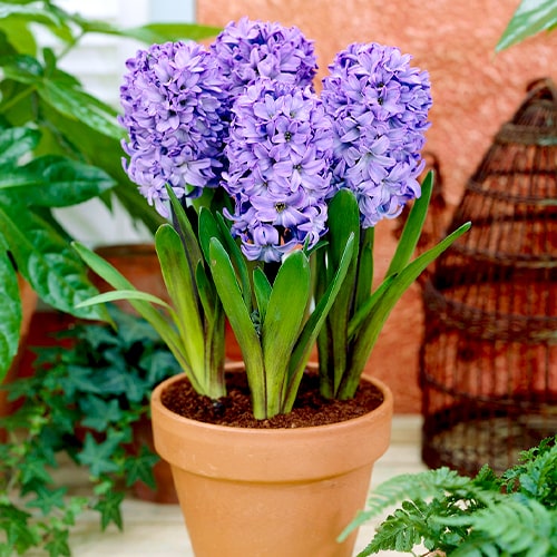 Hyacinth Blue Star - for Sale Hyacinth Blue Star