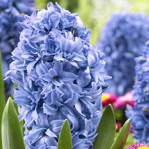 Hyacinth Blue Tango - for Sale Hyacinth Blue Tango