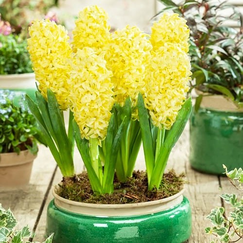 Hyacinth Bon Bini - for Sale Hyacinth Bon Bini