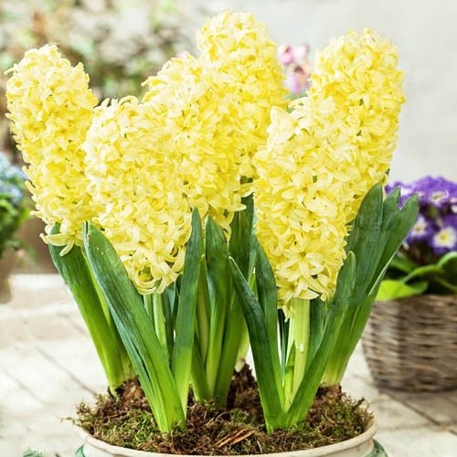 Hyacinth Bon Bini - for Sale Hyacinth Bon Bini