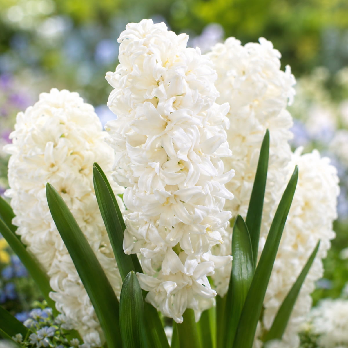 Jacinto (double flowering) Snow Crystal - for Sale Jacinto (double flowering) Snow Crystal