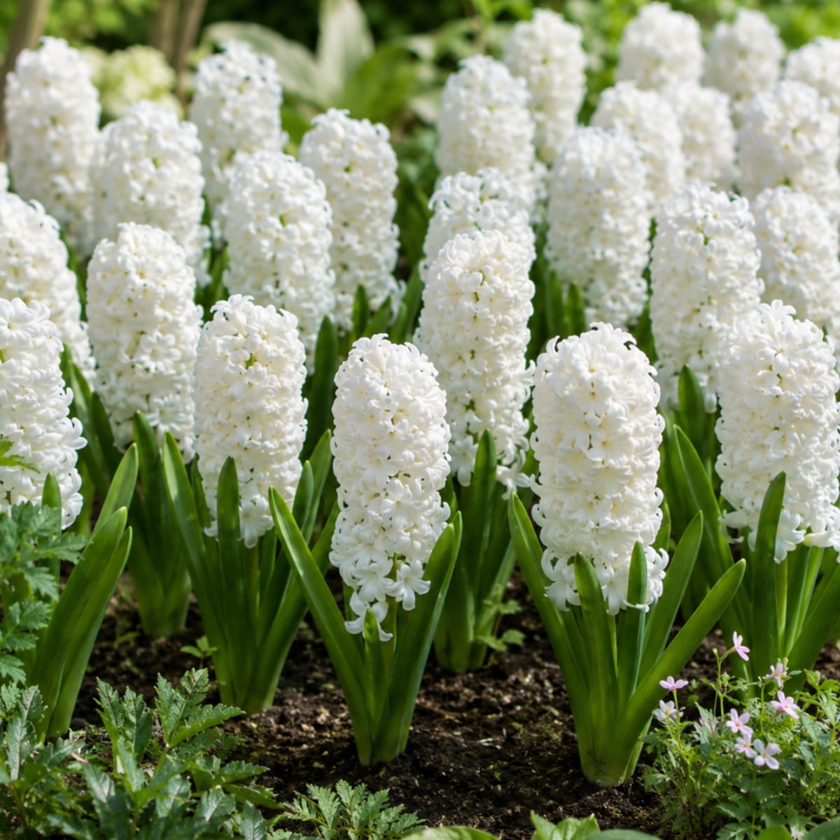 Jacinto (double flowering) Snow Crystal - for Sale Jacinto (double flowering) Snow Crystal