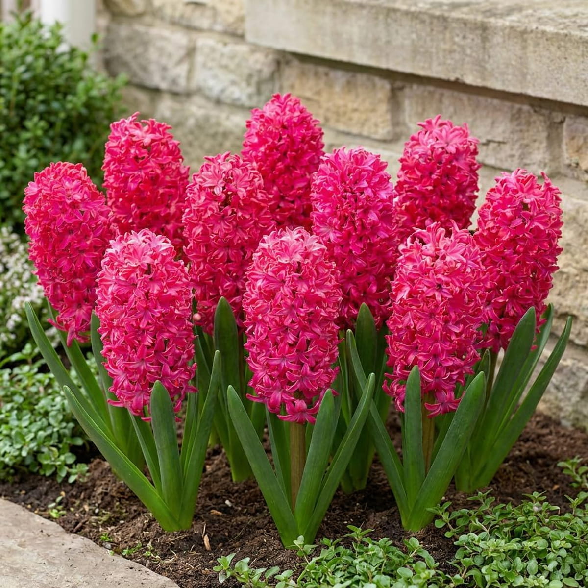 Jacinthe Jan Bos - for Sale Jacinthe Jan Bos