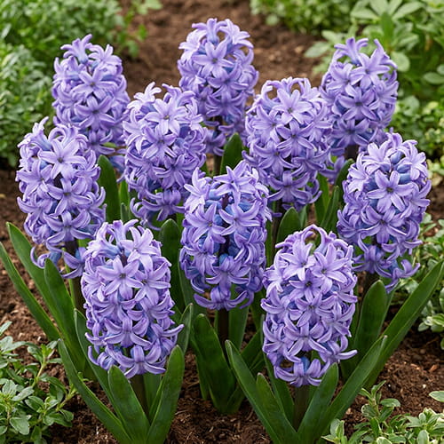 Hyacinth Minos - for Sale Hyacinth Minos