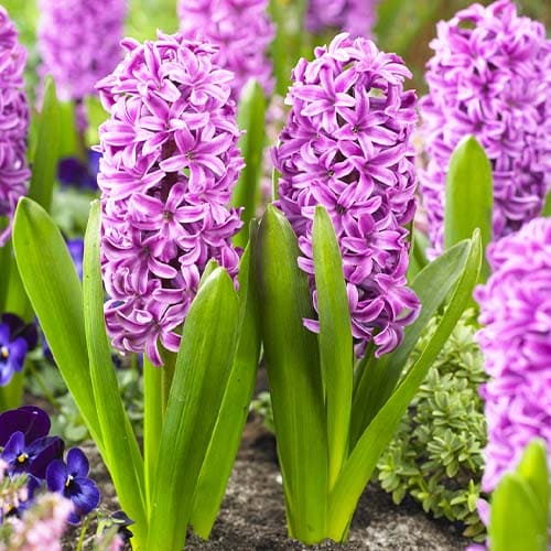 Hyacinth Miss Saigon - for Sale Hyacinth Miss Saigon