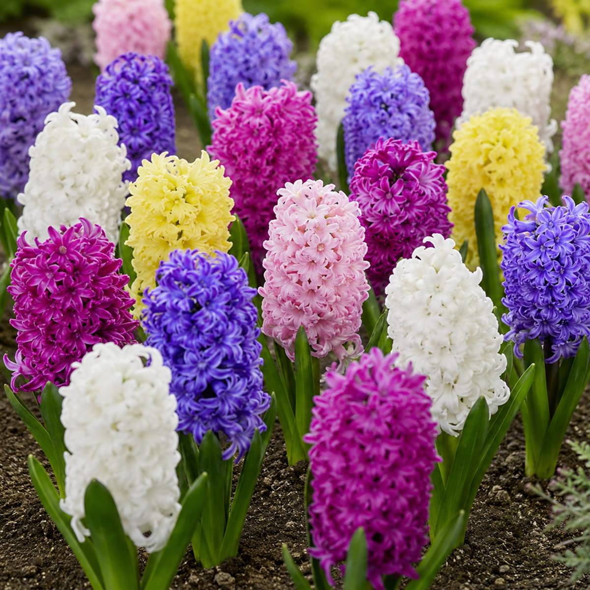 Jacinto Fragrant Spring Collection - for Sale Jacinto Fragrant Spring Collection