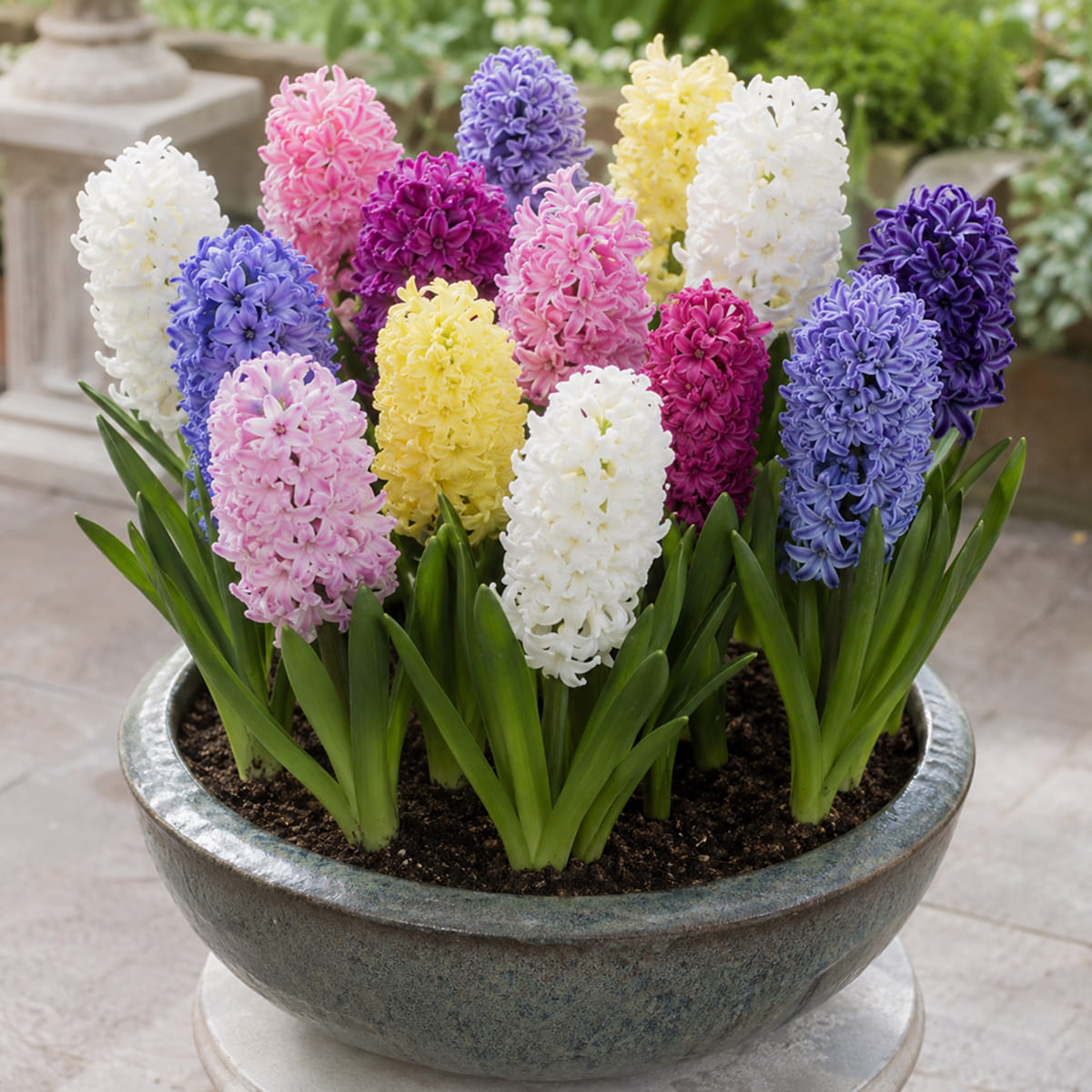 Jacinto Fragrant Spring Collection - for Sale Jacinto Fragrant Spring Collection