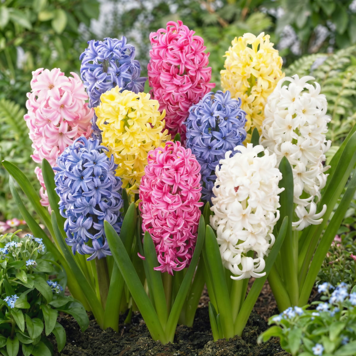 Hyacinth Pastel Collection - for Sale Hyacinth Pastel Collection