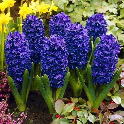 Hyacinth Peter Stuyvesant - for Sale Hyacinth Peter Stuyvesant