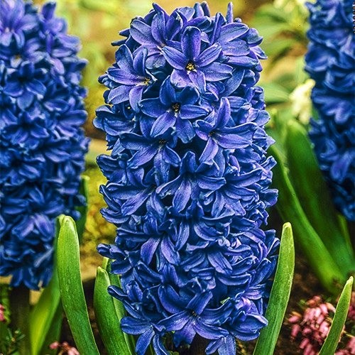 Hyacinth Peter Stuyvesant - for Sale Hyacinth Peter Stuyvesant