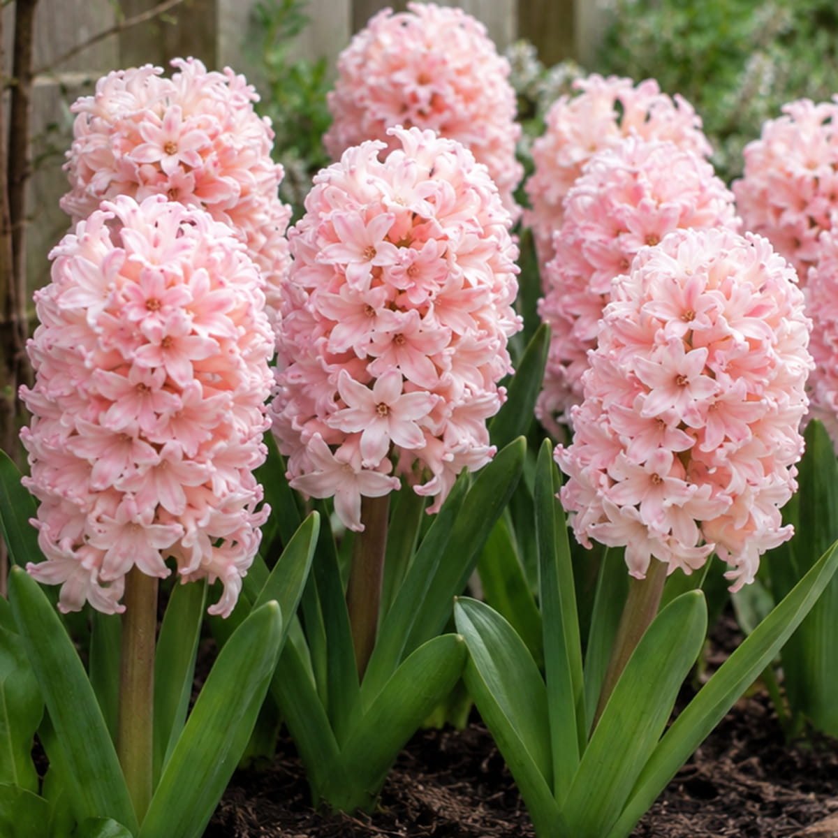 Hyacinth Pink Elephant - for Sale Hyacinth Pink Elephant