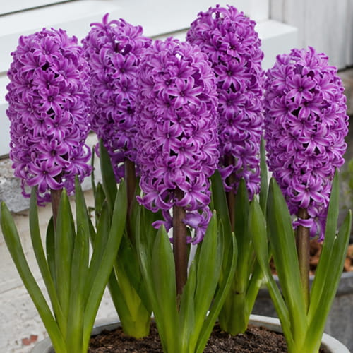 Hyacinth Purple Sensation - for Sale Hyacinth Purple Sensation