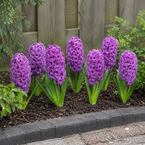 Hyacinth Purple Sensation - for Sale Hyacinth Purple Sensation