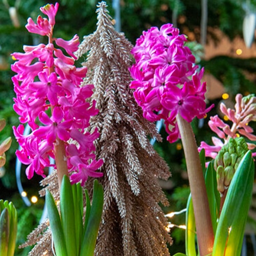 Hyacinth Scarlet Pearl - for Sale Hyacinth Scarlet Pearl