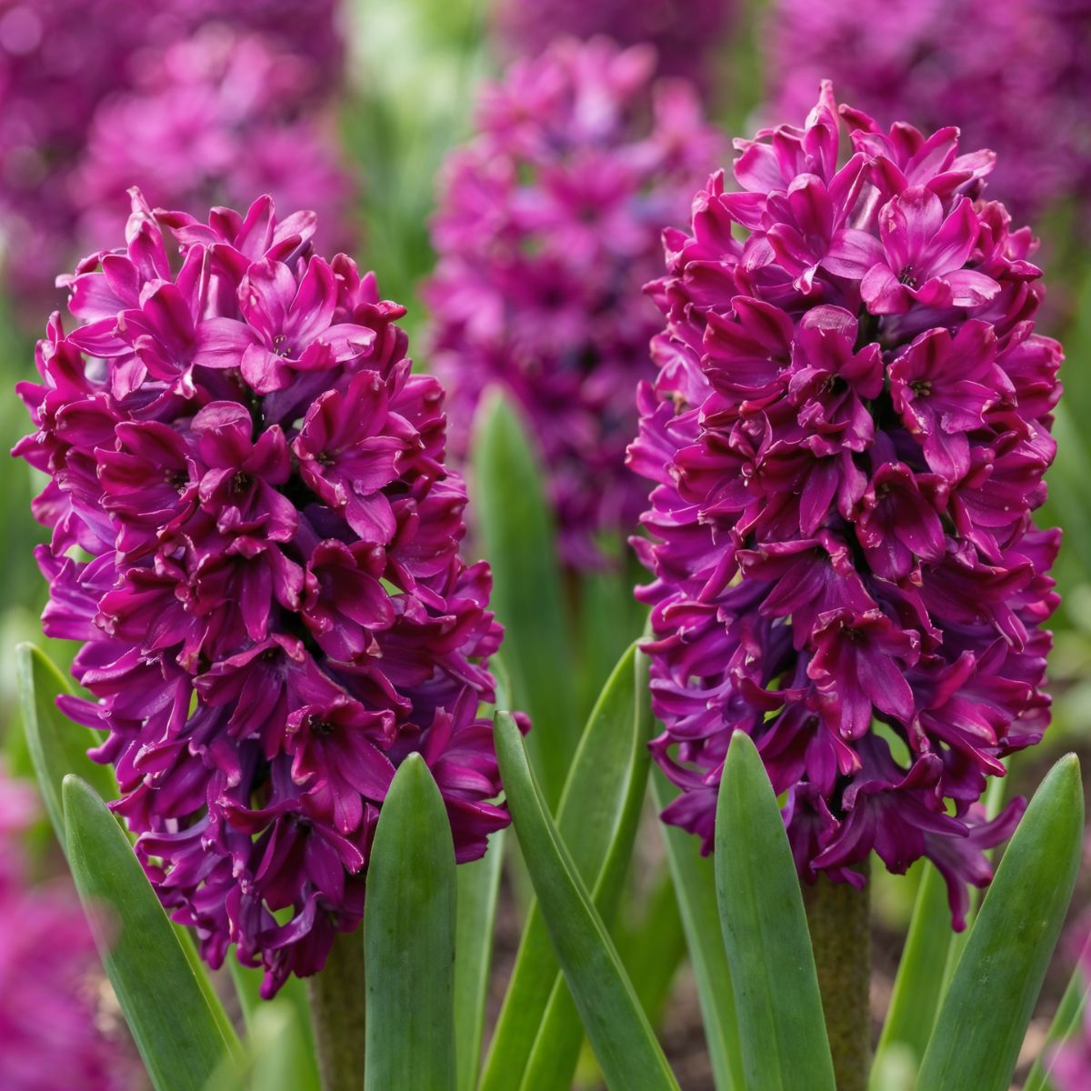 Hyacinth Woodstock - for Sale Hyacinth Woodstock