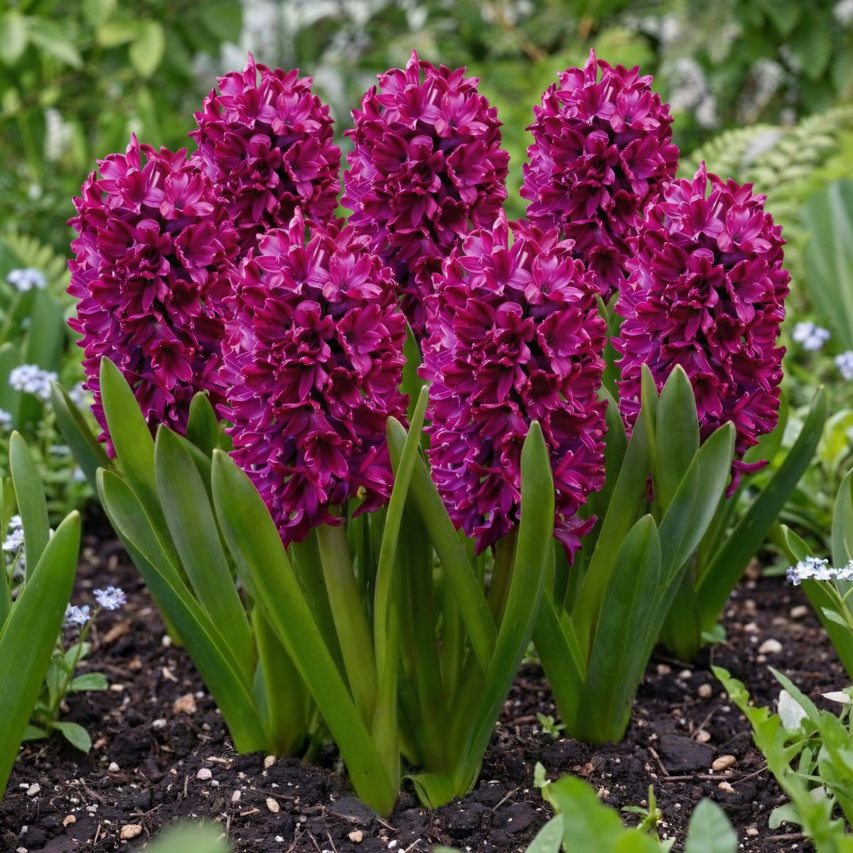 Hyacinth Woodstock - for Sale Hyacinth Woodstock