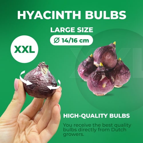 Hyacinth (double flowering) Lili Purple - for Sale Hyacinth (double flowering) Lili Purple