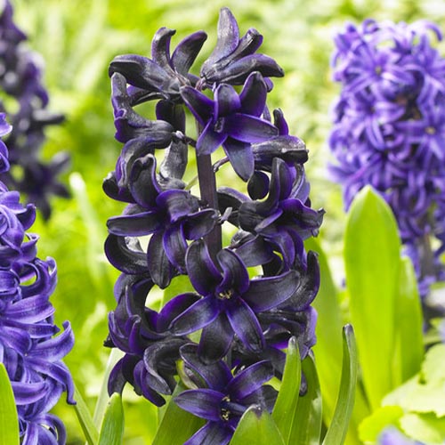 Hyacinth Dark Dimension - for Sale Hyacinth Dark Dimension
