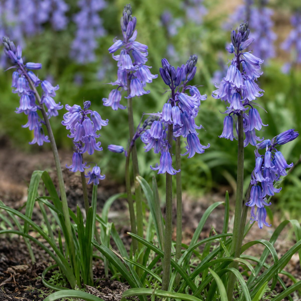 Hyacinthоides Hispanica Blue - for Sale Hyacinthоides Hispanica Blue