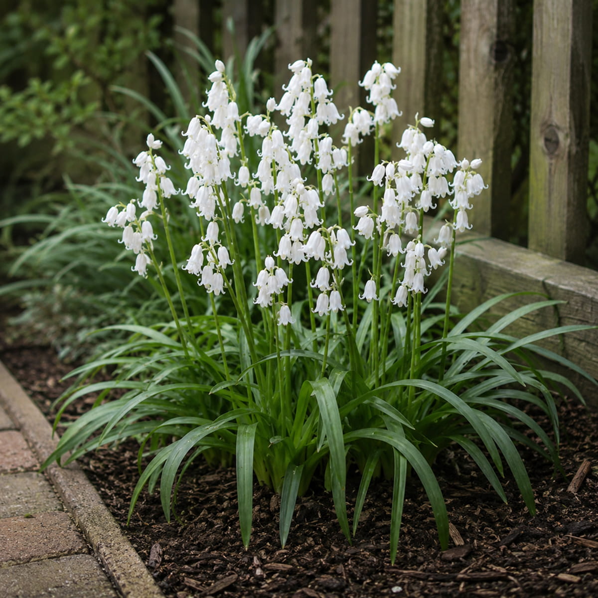 Hyacinthoides hispanica Alba Maxima - for Sale Hyacinthoides hispanica Alba Maxima
